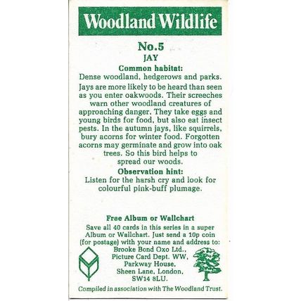 Woodland Wildlife 1980 Brooke Bond Tea Card 5 - Jay