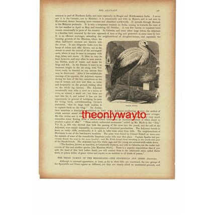 Spoonbill, White Stork On Reverse, Birds, Book Illustration, 1896