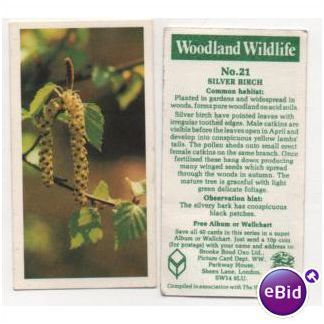 Brooke Bond Tea card Woodland Wildlife series no.21 SILVER BIRCH