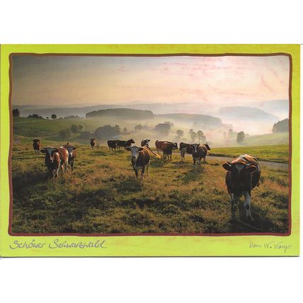 Cattle in Schwarzwald, Black Forest, Germany - Photographic Postcard, Cows