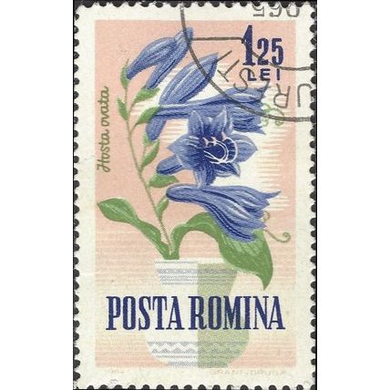 ROMANIA, FLOWER, Hosta ovata, light brown 1964, 1.75L