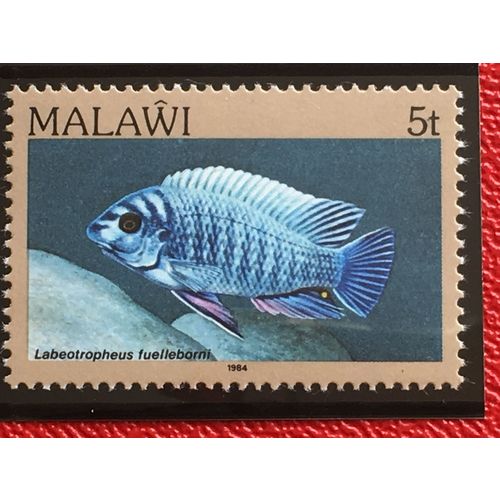 Malawi 1984 5t Blue Mbuna Unmounted Mint NHM SG 690 Sc 429 fish stamp postage