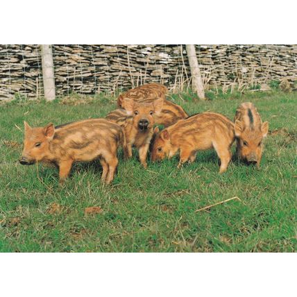 Colour Postcard - "Iron Age" Piglets at Cotswold Farm Park