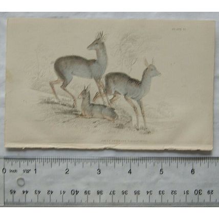 c1840s hand-coloured engraving - Salt's Antelope
