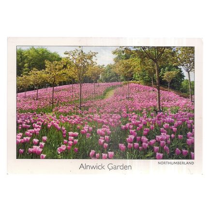 ALNWICK GARDEN, NORTHUMBERLAND unused postcard =