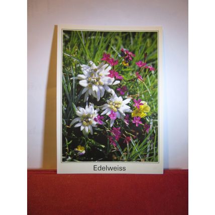 EDELWEISS flowers used postcard =