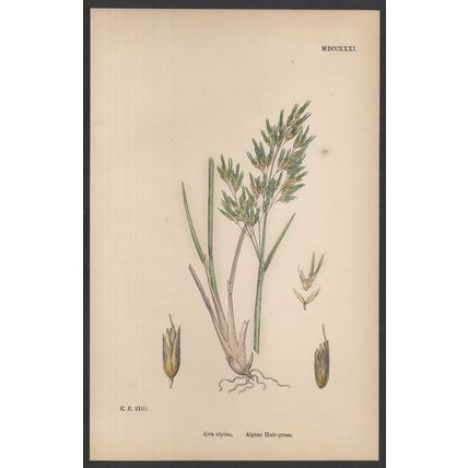ALPINE HAIR-GRASS 1872 John Edward Sowerby PLANT PRINT