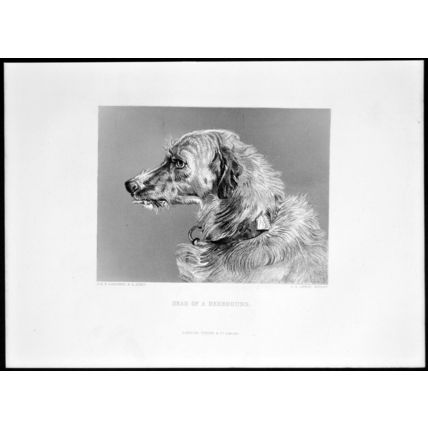 HEAD OF A DEERHOUND 1878 Edwin Landseer VICTORIAN ENGRAVING