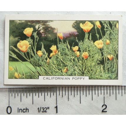 1938 Gallaher's Garden flowers No. 9 Californian Poppy