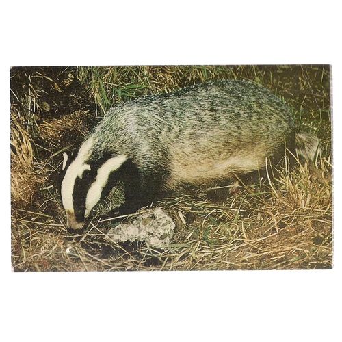 BADGER...used vintage postcard by Salmon =