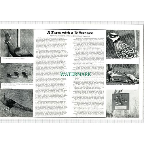 X1115) Park Wildfowl Farm Crewkerne John Margaret Murray - 1969 Article