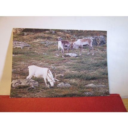 REINDEER IN THE MOUNTAINS, SWEDEN used postcard 2004 pm =