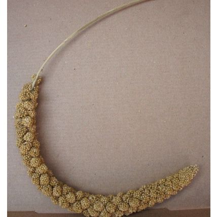 QUALITY BUSHY MILLETS SPRAYS IDEAL FOR CAGE, AVIARY & WILD BIRDS, GERBILS & MICE