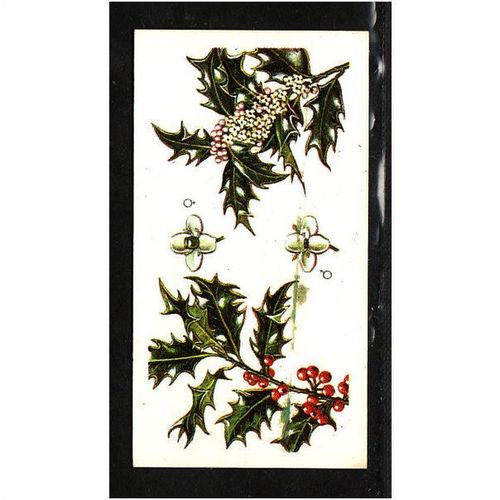 Brooke Bond Tea Card, Trees in Britain, no.18 Holly