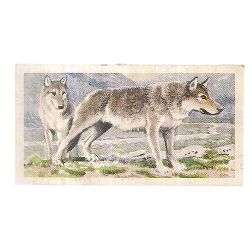 WOLF no 24 ASIAN WILD LIFE Brooke Bond Tea Cards =