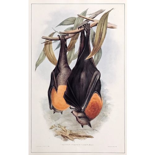 Greyheaded Flying Fox Bat Vintage Animal Print 1845 J Gould poster Art Decor