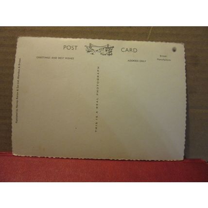 LION AT BRISTOL ZOO, BRISTOL unused postcard RP by Harvey Barton c.1960 =