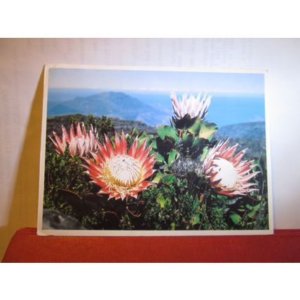 PROTEAS FLOWER, TABLE MOUNTAIN, CAPE TOWN, SOUTH AFRICA used postcard 1983 pm =