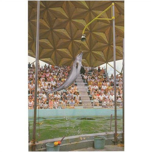 Porpoise Miami Seaquarium Miami Florida United States Postcard (F3899)