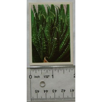 1936 cigarette card South African Succulents No. 17 Aloe Aristata