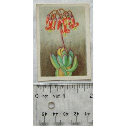 1936 cigarette card South African Succulents No. 19 Cotyledon Decussata