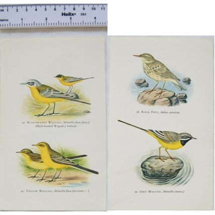 Coloured illustration: Blue-headed, Yellow & Grey Wagtails, Rock Pipit
