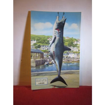 A MAKO SHARK, LOOE, CORNWALL unused vintage postcard by E T W Dennis =
