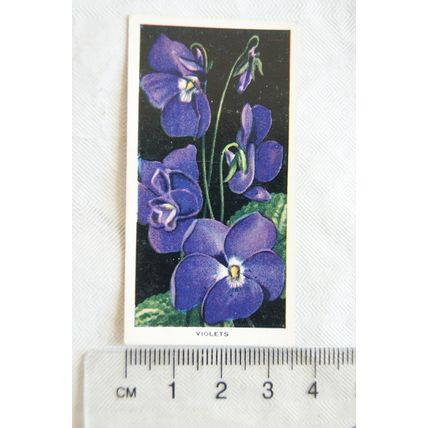 1936 Carreras Flowers No. 26 Violets