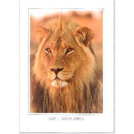 Animal - Lion - South African postcard c.1980s