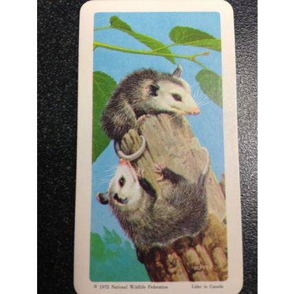 Red Rose Tea Card - Blue Ribbon Animals & Young Series 18 - Set of 18 cards