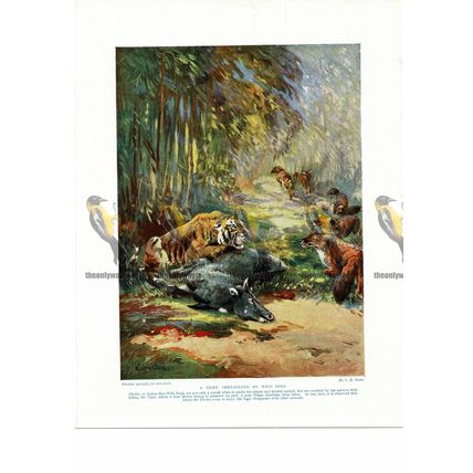 Tiger Threatened by Wild Dogs, Book Illustration (Print), c1925