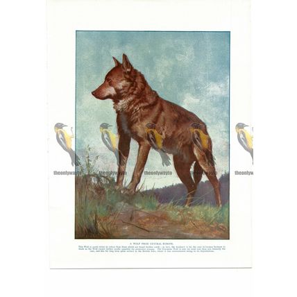 Wolf from Central Europe, Book Illustration (Print), c1925