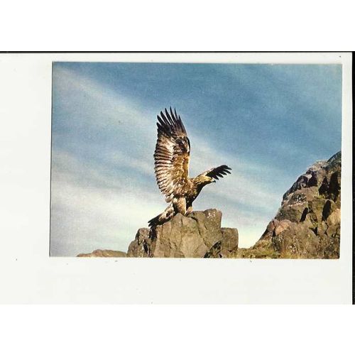 GOLDEN EAGLE Postcard by J.Arthur Dixon (4027)