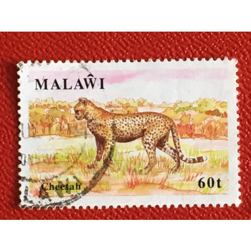 Malawi 1991 Wildlife 60t Cheetah Used SG 859 Sc 583 postage Stamp