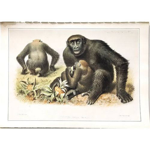 GORILLA 1865 J Wolf antique Print Lithograph Animal Art Decor Orig poster monkey