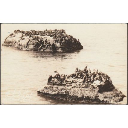 The Seals of Santa Cruz, California, 1943 - EKC RPPC