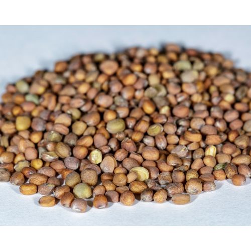 3.00g Heirloom French Breakfast Radish Seeds Non-GMO Summer Radish