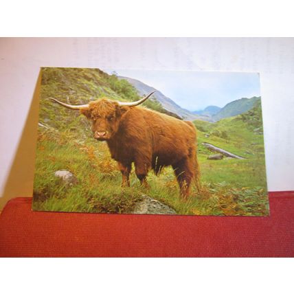 WEST HIGHLAND OR KYLOE CATTLE , SCOTLAND unused postcard =