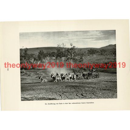 Donkey (Mule) Train, Outback, Australia, Book Illustration (Print), 1935