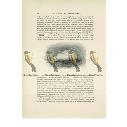 Scotoplanes Globosa, Animal Book Illustration (Print), c1916