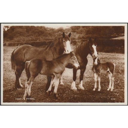 Family Pride - Horses, c.1920s - Valentine's RP Postcard