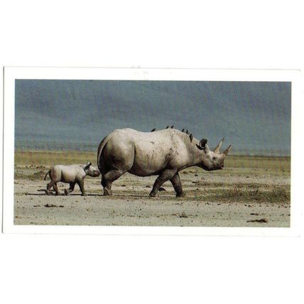 PLAYER'S GRANDEE CIGAR CARD AFRICAN WILDLIFE 1990 EX. No.13 BLACK RHINOCEROS