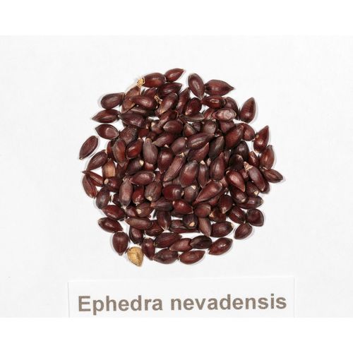 10+ Ephedra nevadensis Seeds - Nevada Ephedra - Mormon Tea - Drought Tolerant