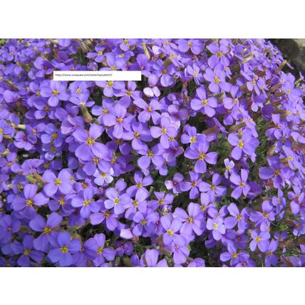 Purple Rock Cress Seeds - Flower Seeds - BOGO