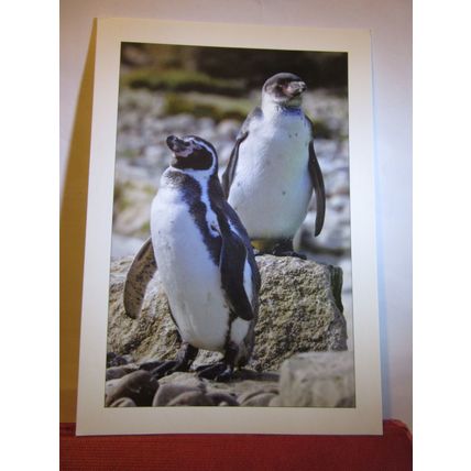 HUMBOLDT PENGUINS, COTSWOLD WILDLIFE PARK, BURFORD unused postcard =
