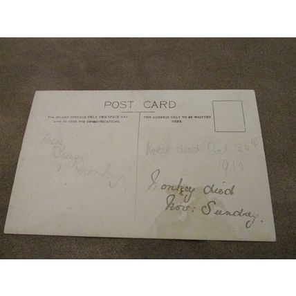 Early Greeting Postcard - Long Haired Kittens / Cats