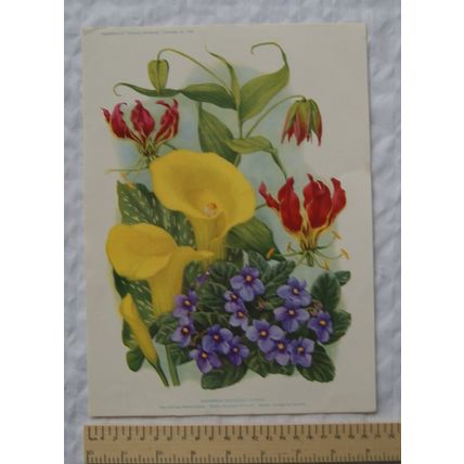 1939 Amateur Gardening illustration - Uncommon Greenhouse Flowers