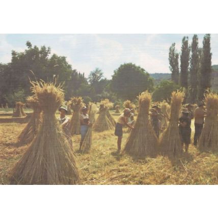 Les Moissons French Harvest Folklore Tradition Postcard