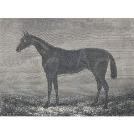 PRETENDER 1890 Racehorse Derby Newmarket - John Osborne VICTORIAN ENGRAVING