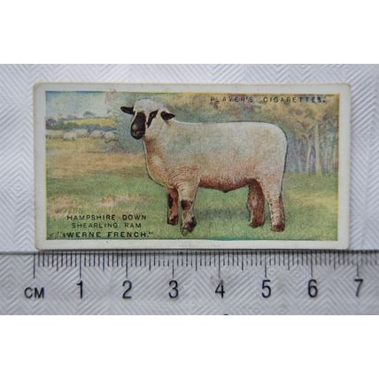 1916 Players British Livestock 20 The Hampshire Down sheep
